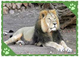 Asiatic Lion