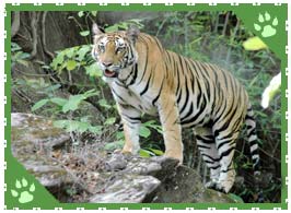 Bandhavgarh National Park