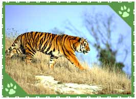 Bengal Tiger