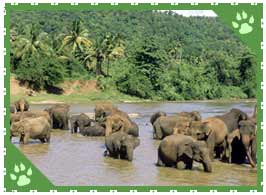 General Characteristics of Indian / Asian Elephants