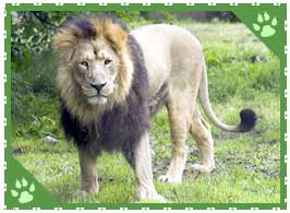 Asiatic Lion