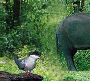 India Wildlife Sanctuaries