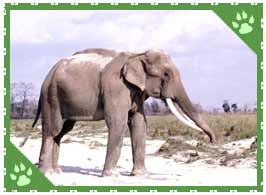 Indian Elephant