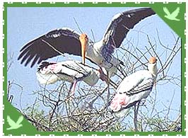 Keoladeo Ghana National Park