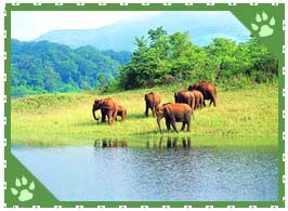 Periyar Wildlife Sanctuary, Periyar National Park, Periyar Tiger Reserve  India, Periyar Wildlife Sanctuary Kerala