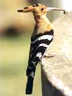 Wildlife Sanctuaries in India