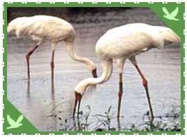 Bharatpur Bird Sanctuary