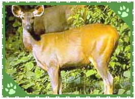 Dudhwa National Park