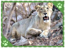 Gir National Park