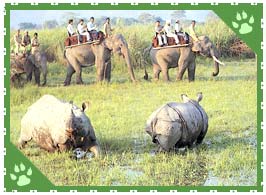 Kaziranga National Park, Kaziranga Wildlife Sanctuary, Kaziranga India,  Kaziranga wildlife Assam