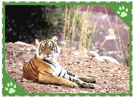 Ranthambore National Park