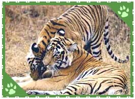 Sariska Wildlife Sanctuary